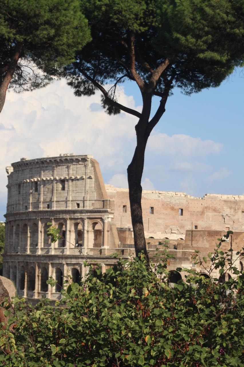 The Colosseum seen through a pine tree and green leaves, Rome